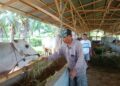 Kelompok Peternak Binaan Pani Gold Project Siap Penuhi Kebutuhan Sapi Kurban untuk Idul Adha