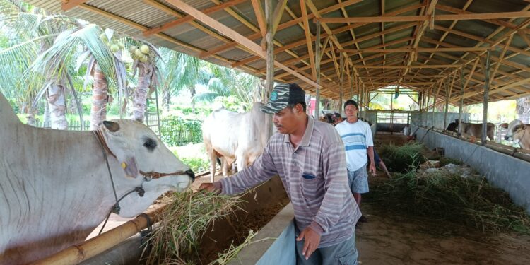Kelompok Peternak Binaan Pani Gold Project Siap Penuhi Kebutuhan Sapi Kurban untuk Idul Adha