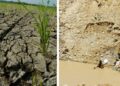 Kemarau Berkepanjangan, Tambang Jadi Pilihan Petani Mencari Rezeki