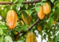 5 Fakta Menarik Buah Belimbing untuk Mengatasi Darah Tinggi, Manjurkah?