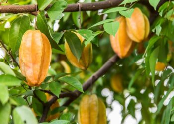 5 Fakta Menarik Buah Belimbing untuk Mengatasi Darah Tinggi, Manjurkah?