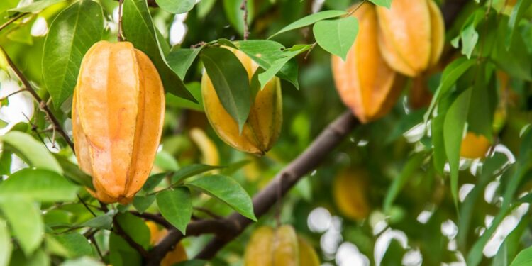 5 Fakta Menarik Buah Belimbing untuk Mengatasi Darah Tinggi, Manjurkah?