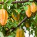 5 Fakta Menarik Buah Belimbing untuk Mengatasi Darah Tinggi, Manjurkah?