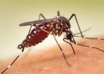 Darurat Malaria Di Pohuwato,Dikes Temukan Jentik Nyamuk Di Pemukiman Warga, Roys : Memutus Penularan Dengan Berprilaku Hidup Sehat Dan Lingkungan Yang Bersih