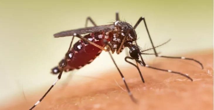 Darurat Malaria Di Pohuwato,Dikes Temukan Jentik Nyamuk Di Pemukiman Warga, Roys : Memutus Penularan Dengan Berprilaku Hidup Sehat Dan Lingkungan Yang Bersih