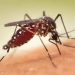 Darurat Malaria Di Pohuwato,Dikes Temukan Jentik Nyamuk Di Pemukiman Warga, Roys : Memutus Penularan Dengan Berprilaku Hidup Sehat Dan Lingkungan Yang Bersih