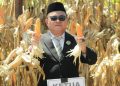Panen Jagung Dihalaman Kantor Bupati,Warnai HUT RI Ke 80 Kabupaten Pohuwato