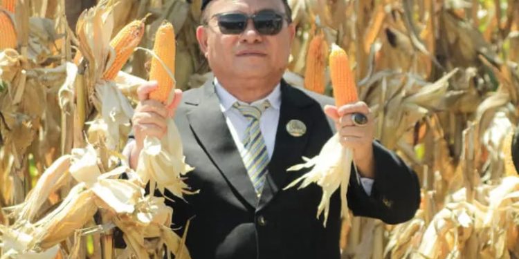 Panen Jagung Dihalaman Kantor Bupati,Warnai HUT RI Ke 80 Kabupaten Pohuwato