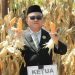 Panen Jagung Dihalaman Kantor Bupati,Warnai HUT RI Ke 80 Kabupaten Pohuwato