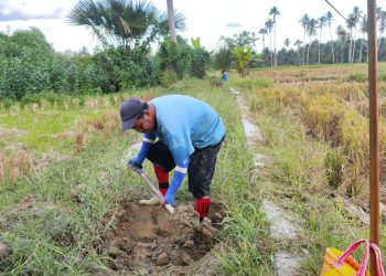 Drainase Tersier di Paguat Tak Pernah Disentuh, Sudah 5 Tahun Air Tak Mengalir