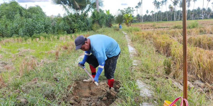 Drainase Tersier di Paguat Tak Pernah Disentuh, Sudah 5 Tahun Air Tak Mengalir