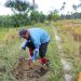 Drainase Tersier di Paguat Tak Pernah Disentuh, Sudah 5 Tahun Air Tak Mengalir